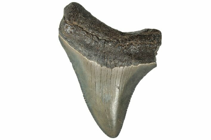 Serrated, Juvenile Megalodon Tooth - South Carolina #313612